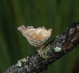 small Cup Tree fungus