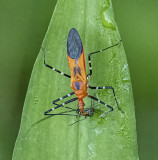 Milkweed Assassin Bug  -Zelus longipes-
