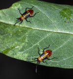 young Milkweed Bug nymphs  -Hemiptera-
