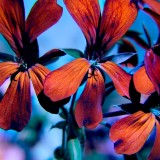 IMG_20200529_165905.jpg