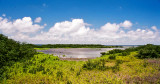 SPI Mangrove wetlands - Nikon FE2