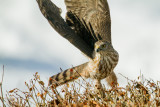 Coopers_Hawk_attack.jpg