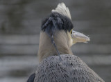 The well-coiffed heron