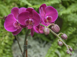 Bold orchids