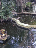 Indian pond heron in a Colombo pond