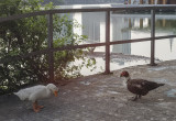 Discussion on Lake Beira