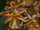 Sun orchid