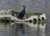 Last cormorant standing