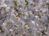 White cherry blossoms