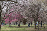 Not as crowded as the famous Tidal Basin