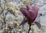 Textured magnolia