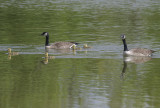 The goose family