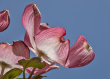 One dogwood petal