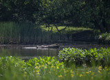 Lazing turtles