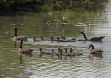 Flotilla of geese