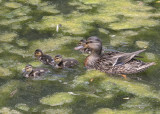 The duck family