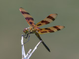 The prettiest dragonfly