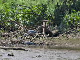 Two herons too far