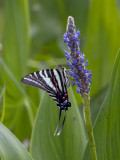 Yet another beautiful butterfly