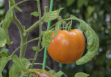 Capitol Hill harvest