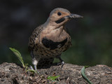 The inquisitive flicker