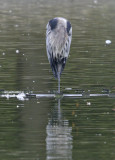 Headless heron?