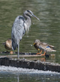 'Pesky ducks...'