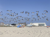 Black skimmers at Cape May, NJ