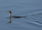 Long Island cormorant