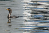 Chased by reflections, Portland fishing port