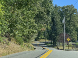 Wild turkeys on Long Island?