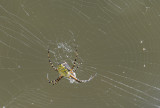 Refuge for spiders