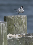 Sittin on the dock of the bay