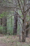 Door on Quogue forest
