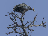 Starling grabs a bite