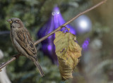 The Christmas sparrow