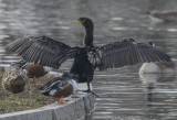 The cormorants are back!