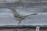 Perky bird on a garage