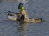 Mallard romance (1): Couple portrait