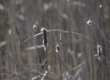 Cattails in the sun