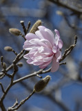 The last magnolia