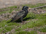 Return of the starlings