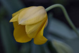 The demure tulip