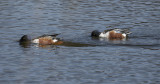 Two shovelers shoveling