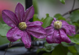 Borrowed flowers