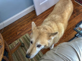 I want to go for a walk NOW