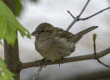 Next door sparrow