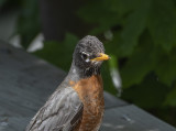 Fancy feather-do