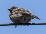 Sparrow eye