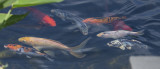 Koi gathering